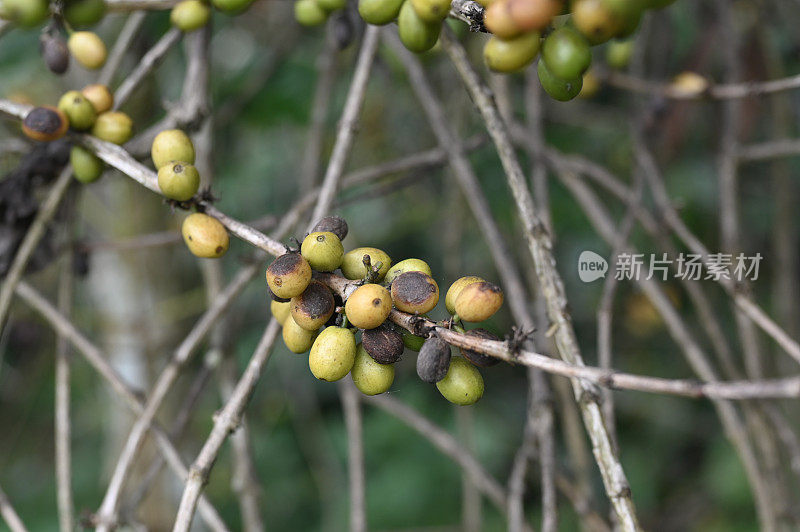 咖啡植物的病虫害