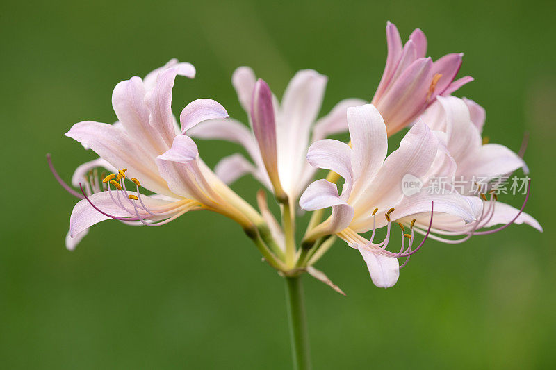 百合花