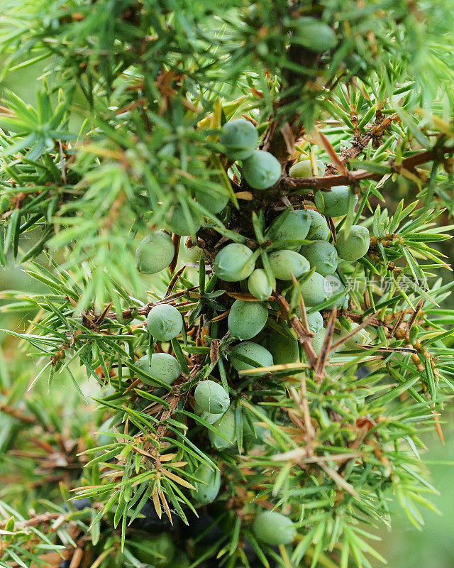 生长在苏格兰中部的杜松的几种未成熟的浆果和叶子