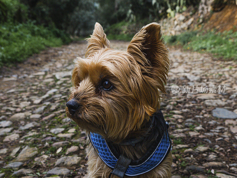 一只约克郡犬的脸部特写，在山间的石径中间