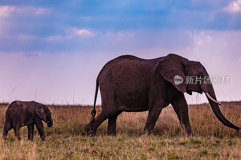 非洲象野生野生动物哺乳动物稀树草原荒野马赛马拉国家公园肯尼亚东部
