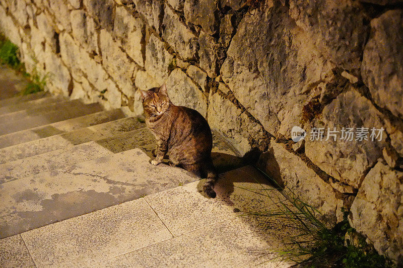 街上的猫