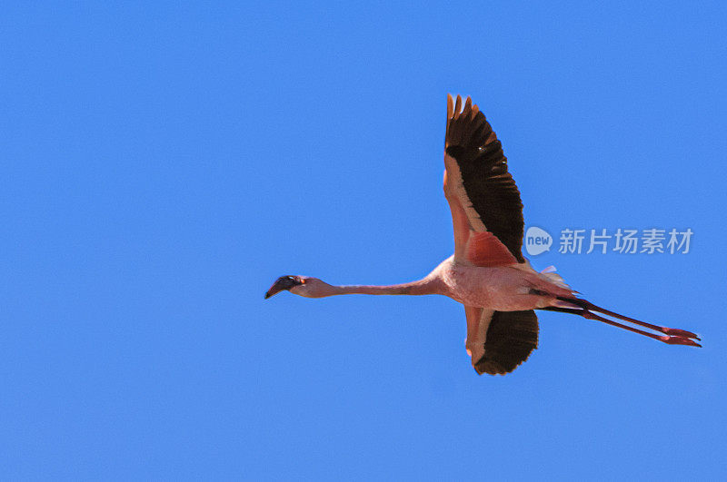 一群小火烈鸟在纳库鲁湖上空飞行