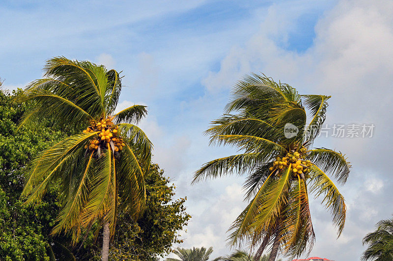 有风的日子里，棕榈树上的椰子正在成熟