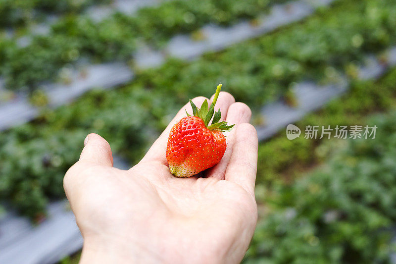 男性手握泰国草莓