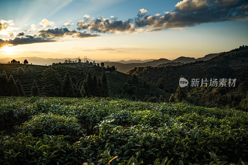 山茶种植