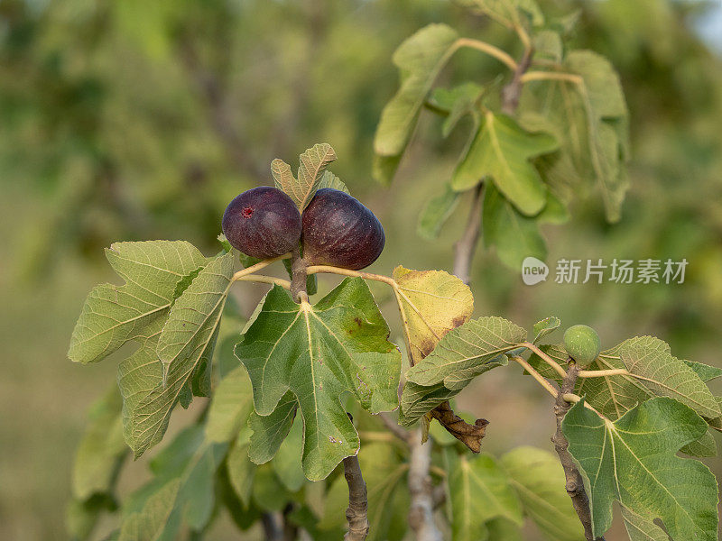 夏天有机无花果树上的无花果