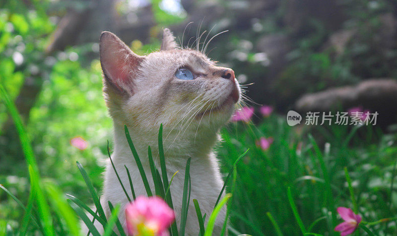 在午后的阳光下，白猫在野百合中仰望的美学姿势。猫在满是鲜花和草的院子里玩耍