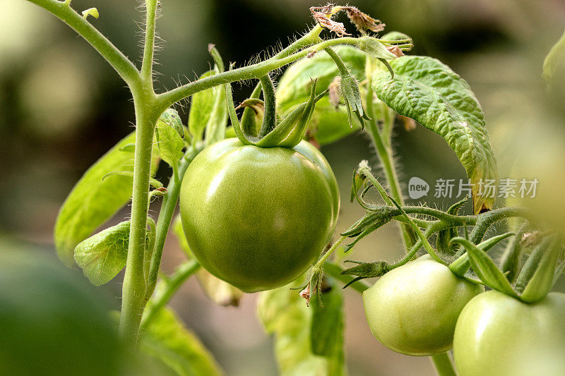 生长在灌木丛中的绿色小番茄。西红柿在阳光下成熟。家庭园艺