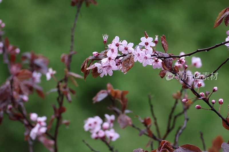 樱花