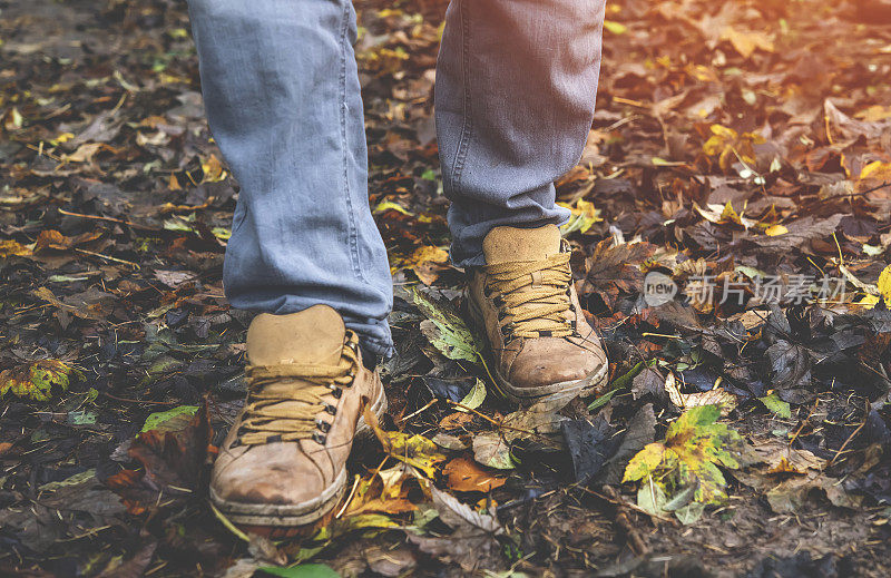 秋天徒步穿过高高的草丛在树林里。在森林里行走的特写