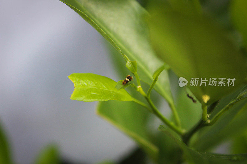 棕色的小毛虫正在植物茎上爬行