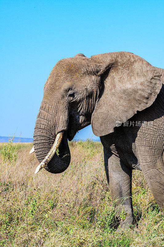 坦桑尼亚塞伦盖蒂国家公园的非洲象(Loxodonta)。野生动物的照片