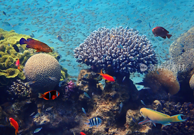 红海珊瑚礁上热带鱼的生物多样性