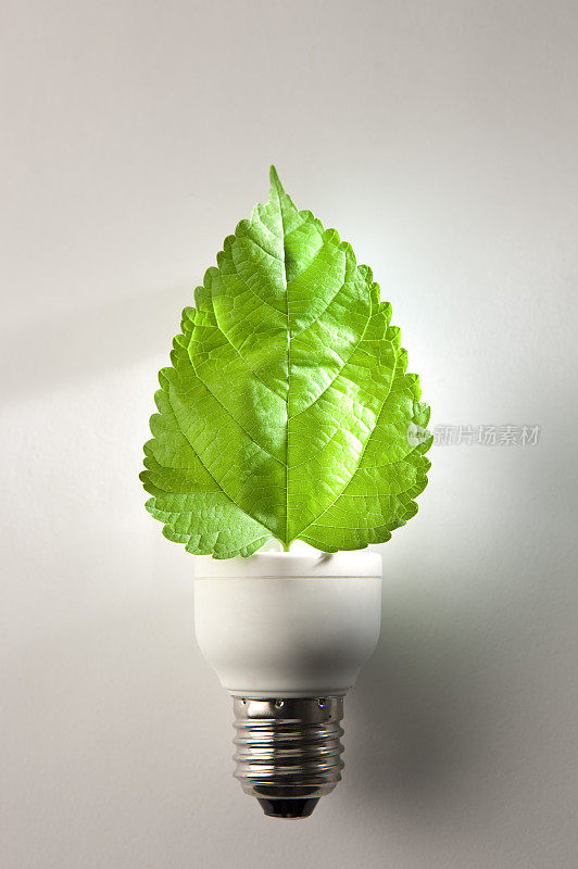 环保,电灯泡,绿叶