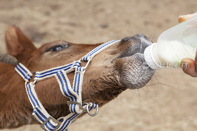 小马驹喝瓶子里的水