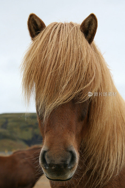 冰岛的马，金色的长头发(鬃毛)