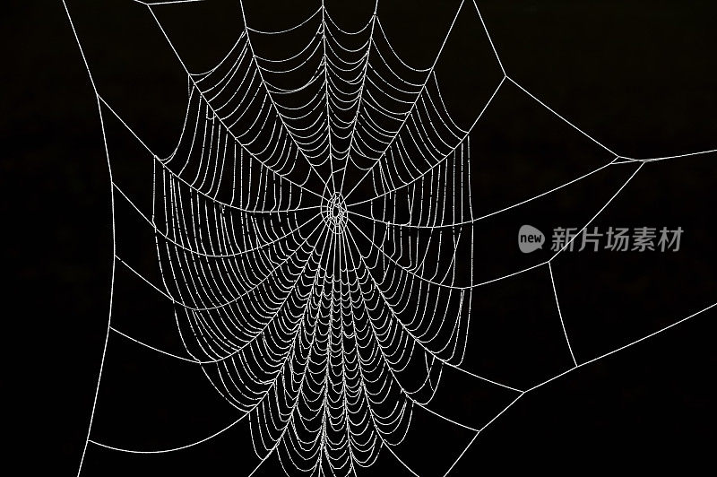 冰冻的蜘蛛网