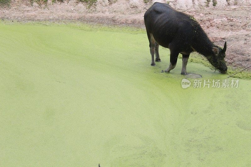 水牛在池塘