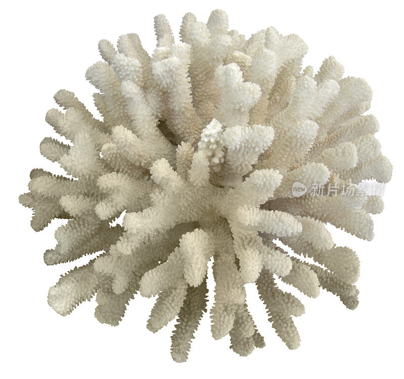 白色的球形珊瑚在白色的背景上