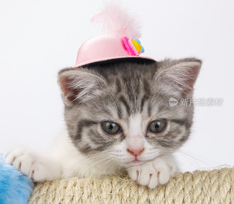 灰条纹苏格兰猫戴着装饰帽子和羽毛