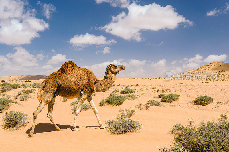 单峰驼在沙漠中行走，瓦迪德拉，丹丹，摩罗