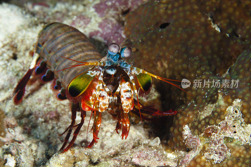 螳螂虾存在