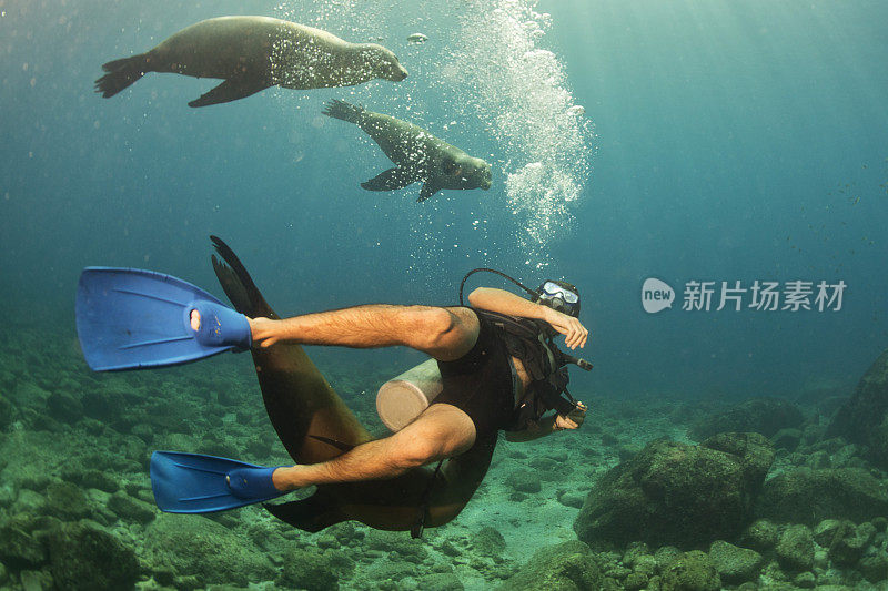 摄影师潜水员接近水下海狮家族