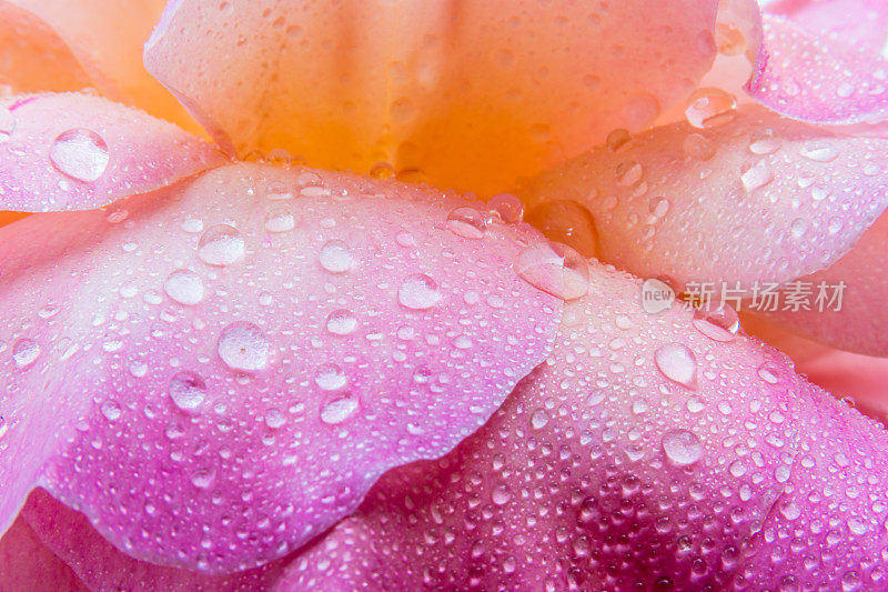 巨大的水滴落在玫瑰花瓣上。