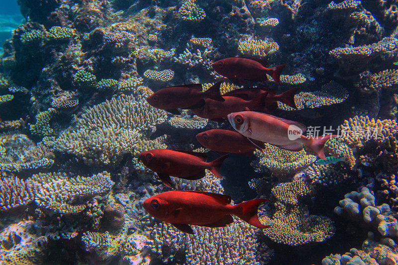 珊瑚礁上的红色鱼类