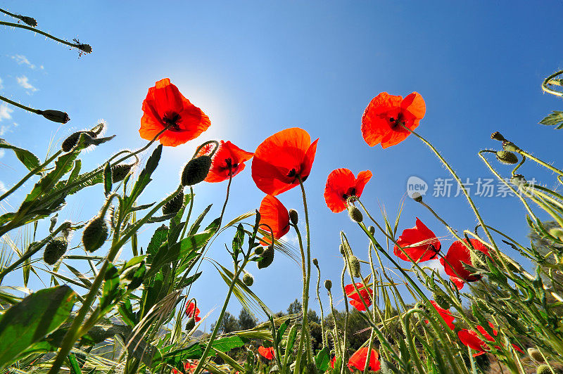 夏天田野上盛开的罂粟花