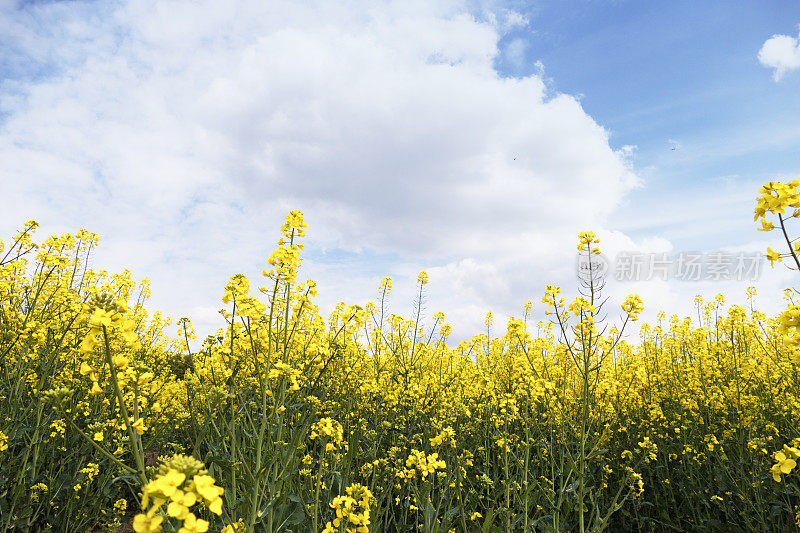 油菜籽油田开花