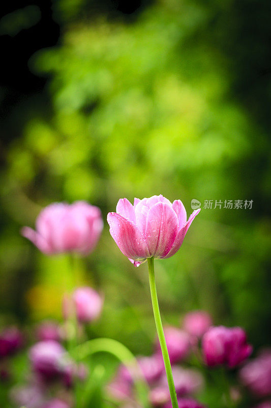 粉色郁金香花园