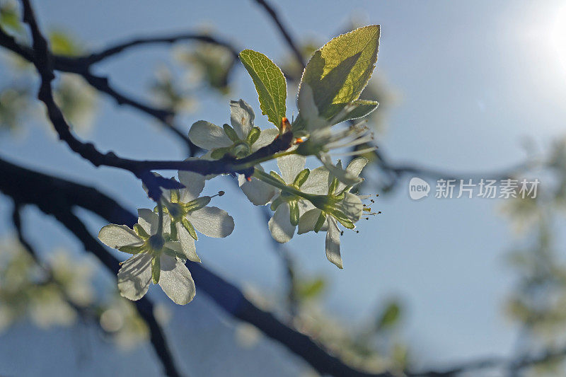 梅花与阳光