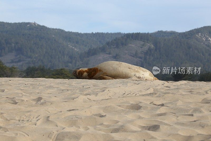 海象躺在沙丘上