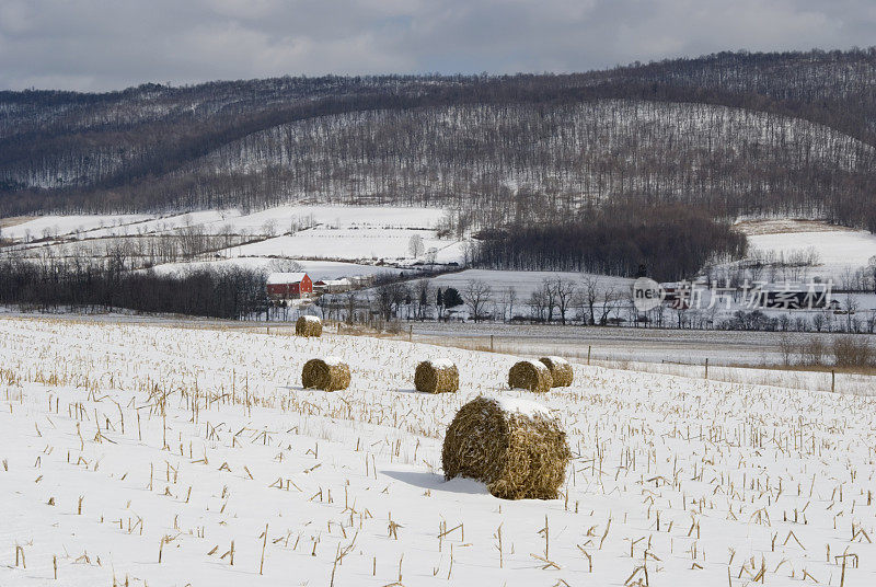 冬季农场景观切玉米田，农业在宾夕法尼亚州