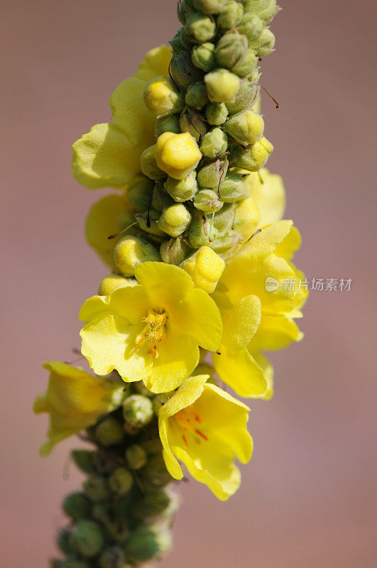 黄色Verbascum