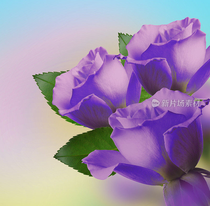 紫色的玫瑰