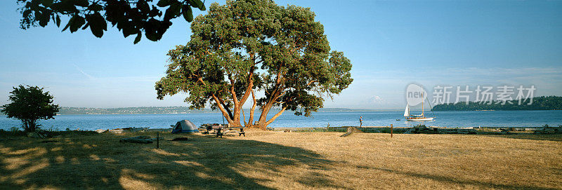 华盛顿布雷克岛露营地的马德罗纳树