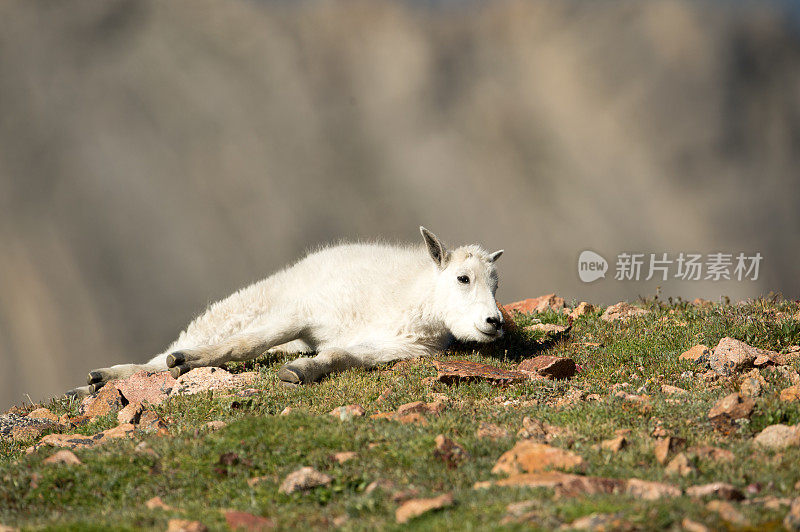 小山羊躺在埃文斯山顶的草岩石上