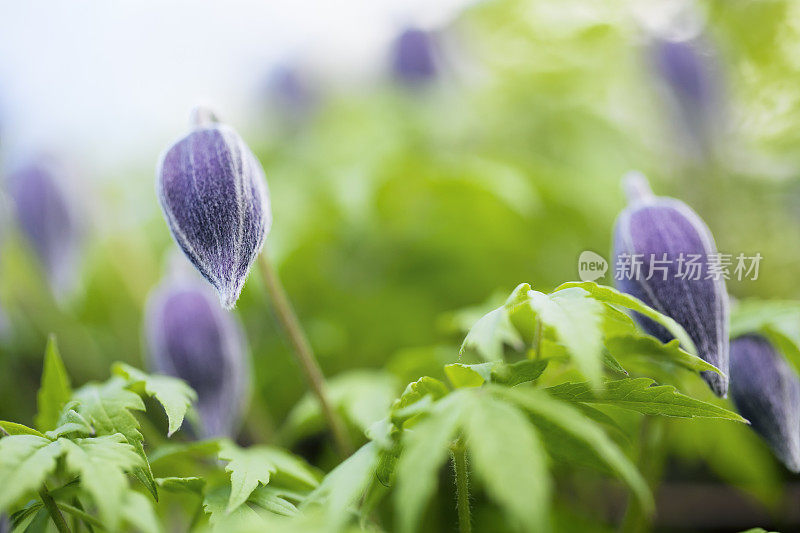 铁线莲芽