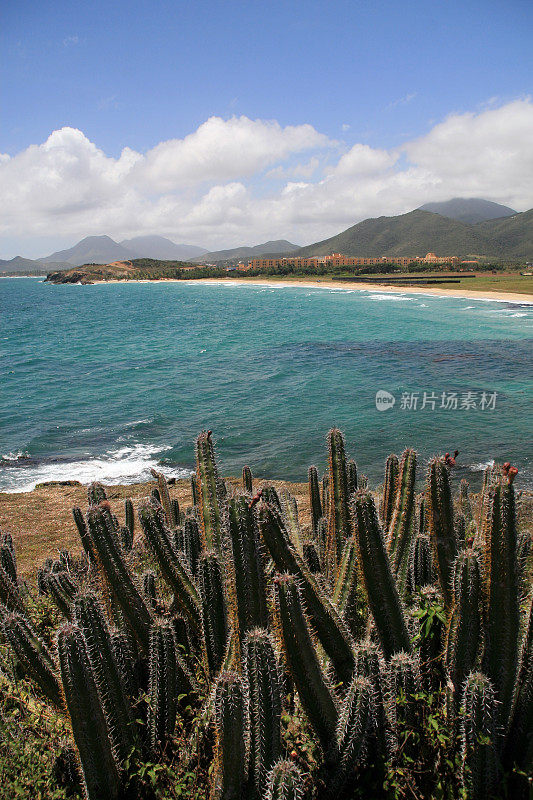 委内瑞拉玛格丽塔岛的仙人掌和海滩全景图