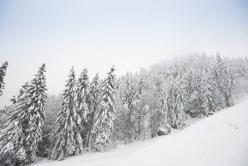 冬季景观与雪和树