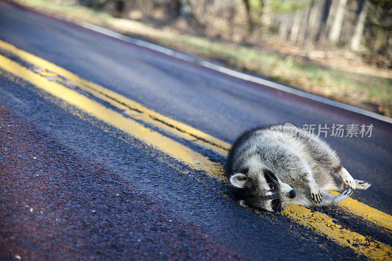 一只死浣熊在森林道路上被车撞死