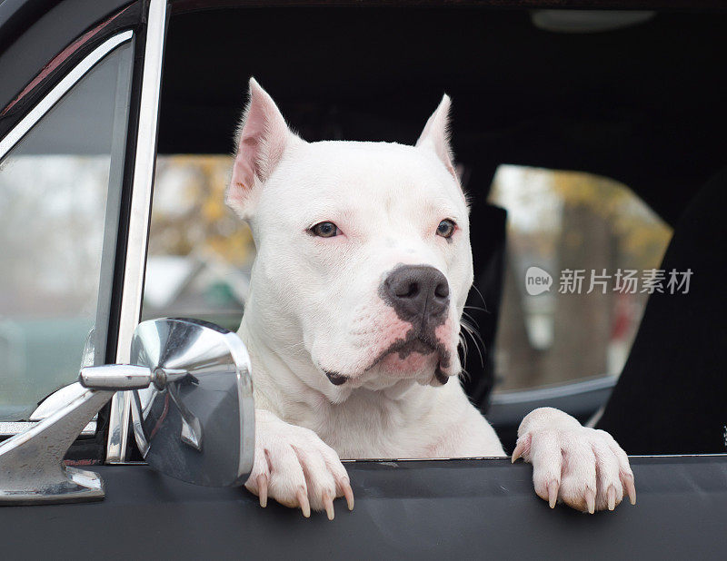 从车窗往外看的斗牛犬