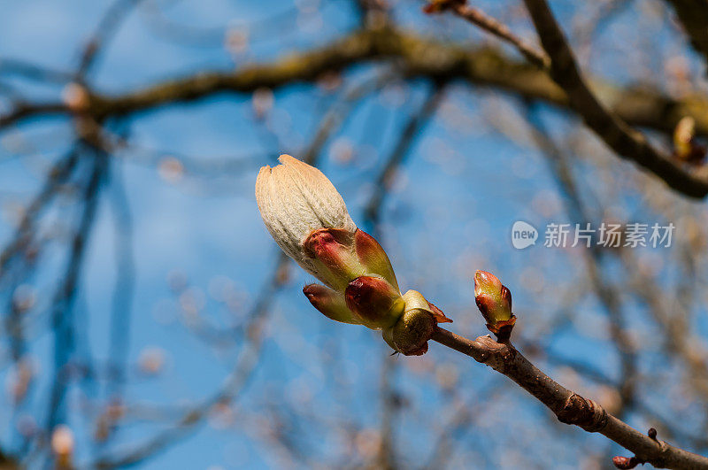 栗子芽