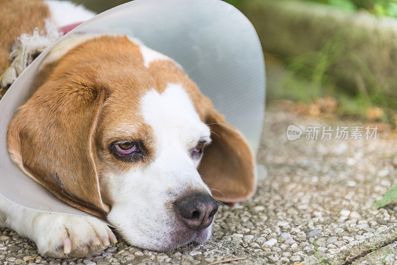 带保护项圈的比格犬