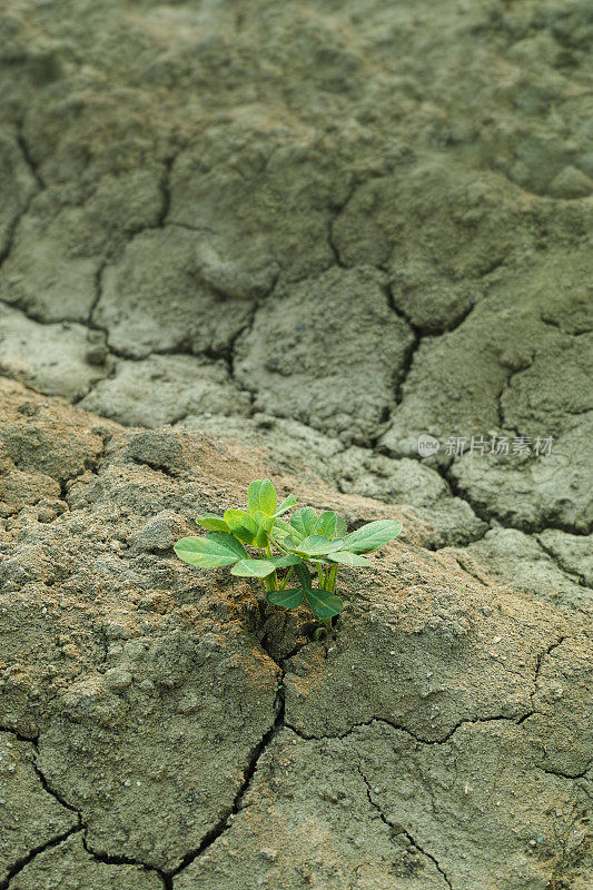 植物在干枯的土地上生长。