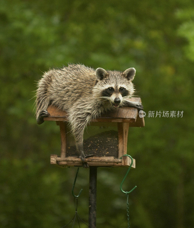 蒙面强盗