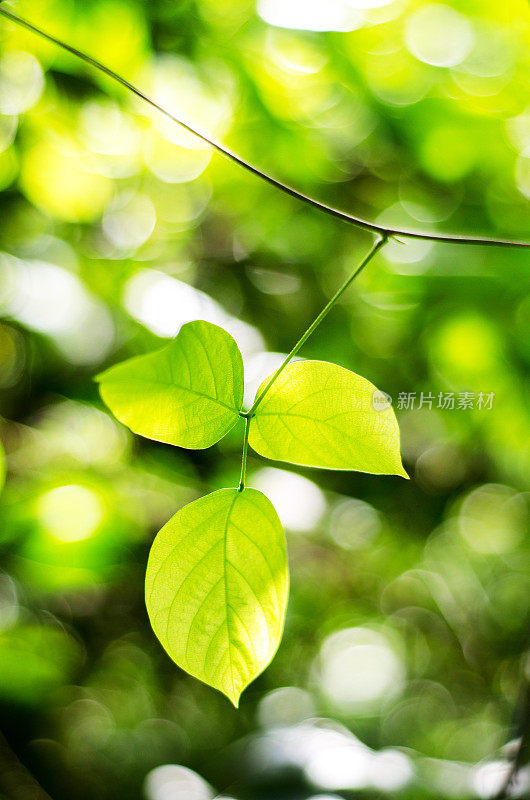 绿叶自然背景